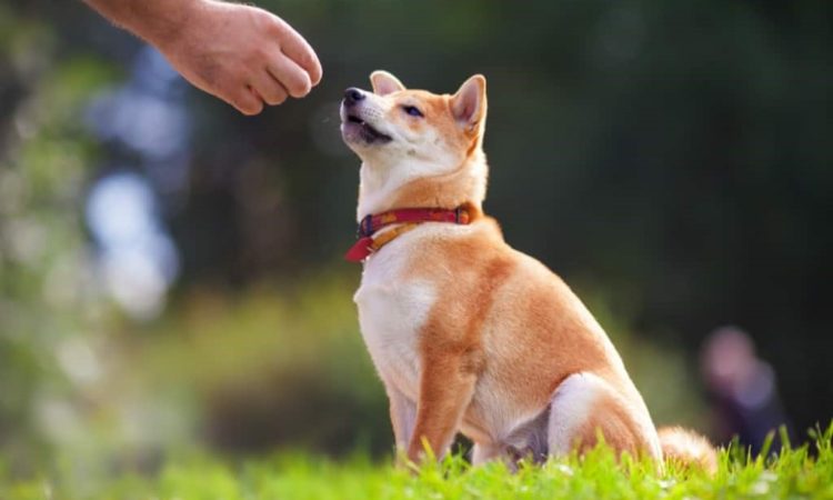 Brain Training Games for Dogs